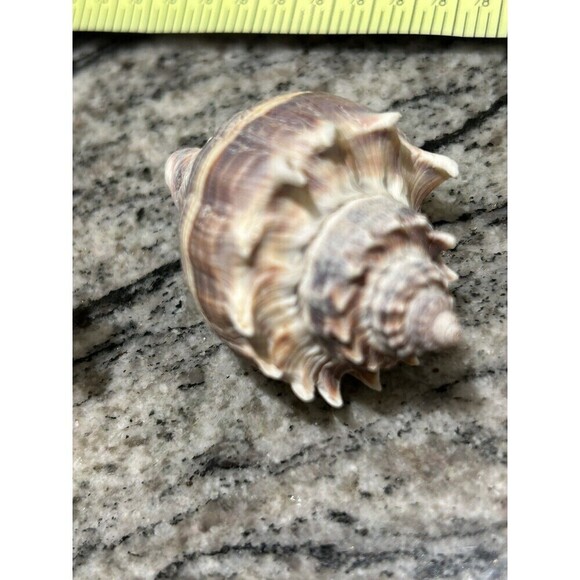 Natural White Sea Coral 4” & Purple Conch 3” Nautical Beach House Fish Tank - Picture 4 of 4